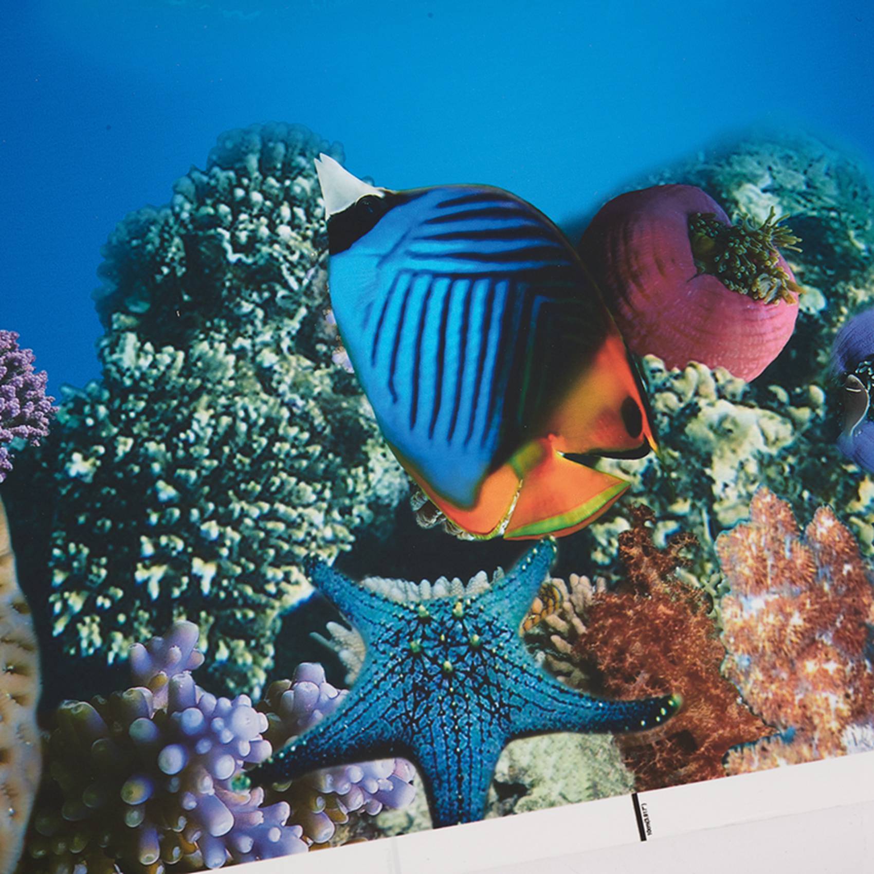 Fish In Aquarium Picture - Papel de fondo para acuario A77I,