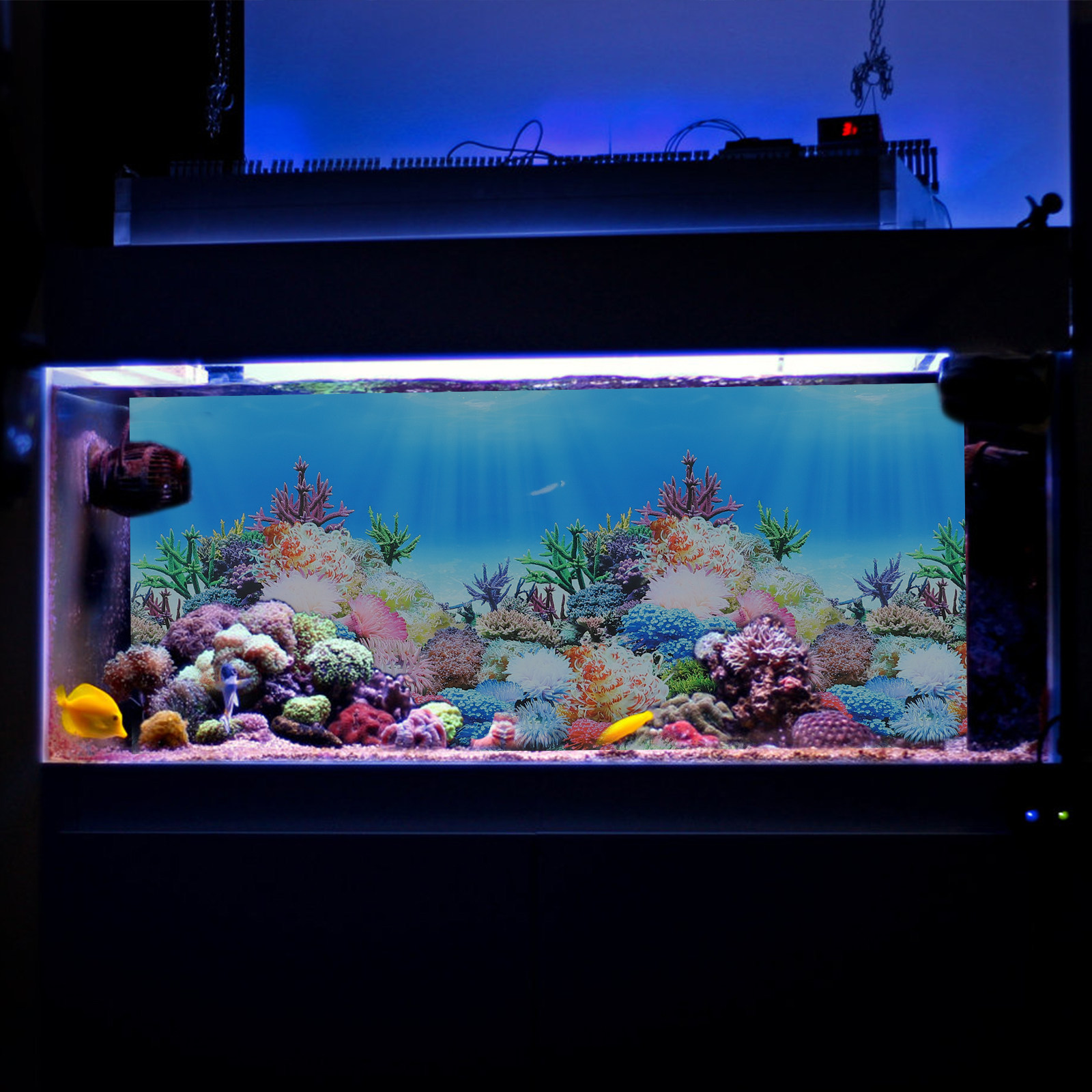 Fish In Aquarium Picture - Papel Decorativo para Acuarios y Peceras,