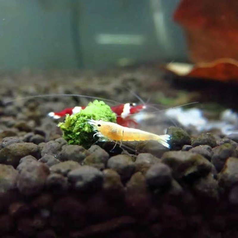 Alimento para Camarones Orname - Aquarium Fish Vitamin reseña y precio