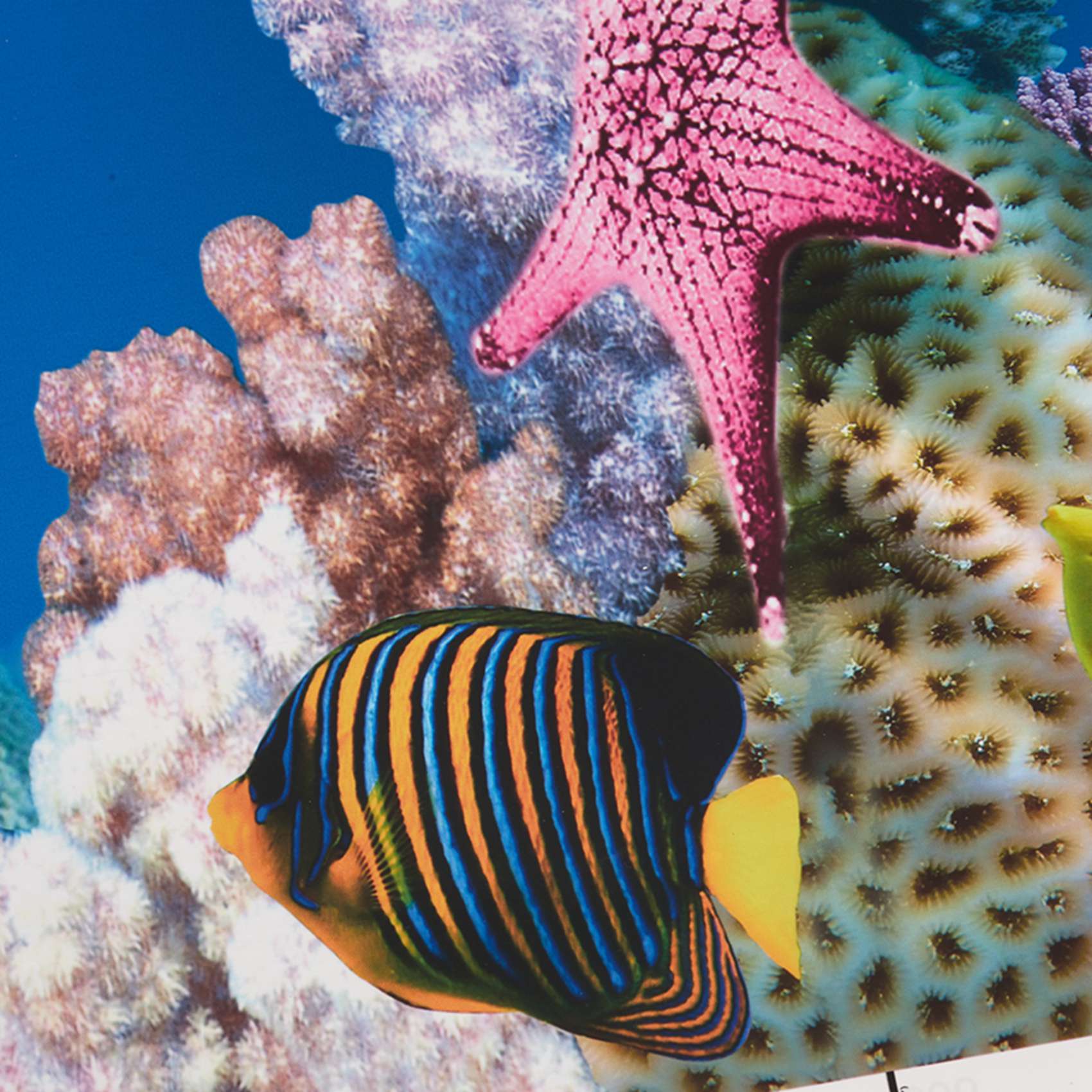 Papel de Fondo para Acuario AB - Fish In Aquarium Picture reseña y precio