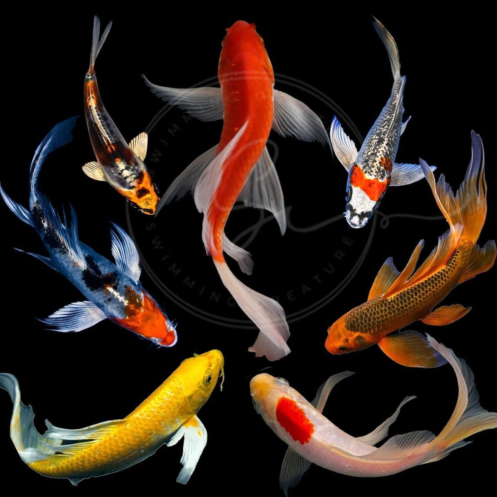 Peces Koi Vivos de Colores Sur - Aquarium Fish Live reseña y precio