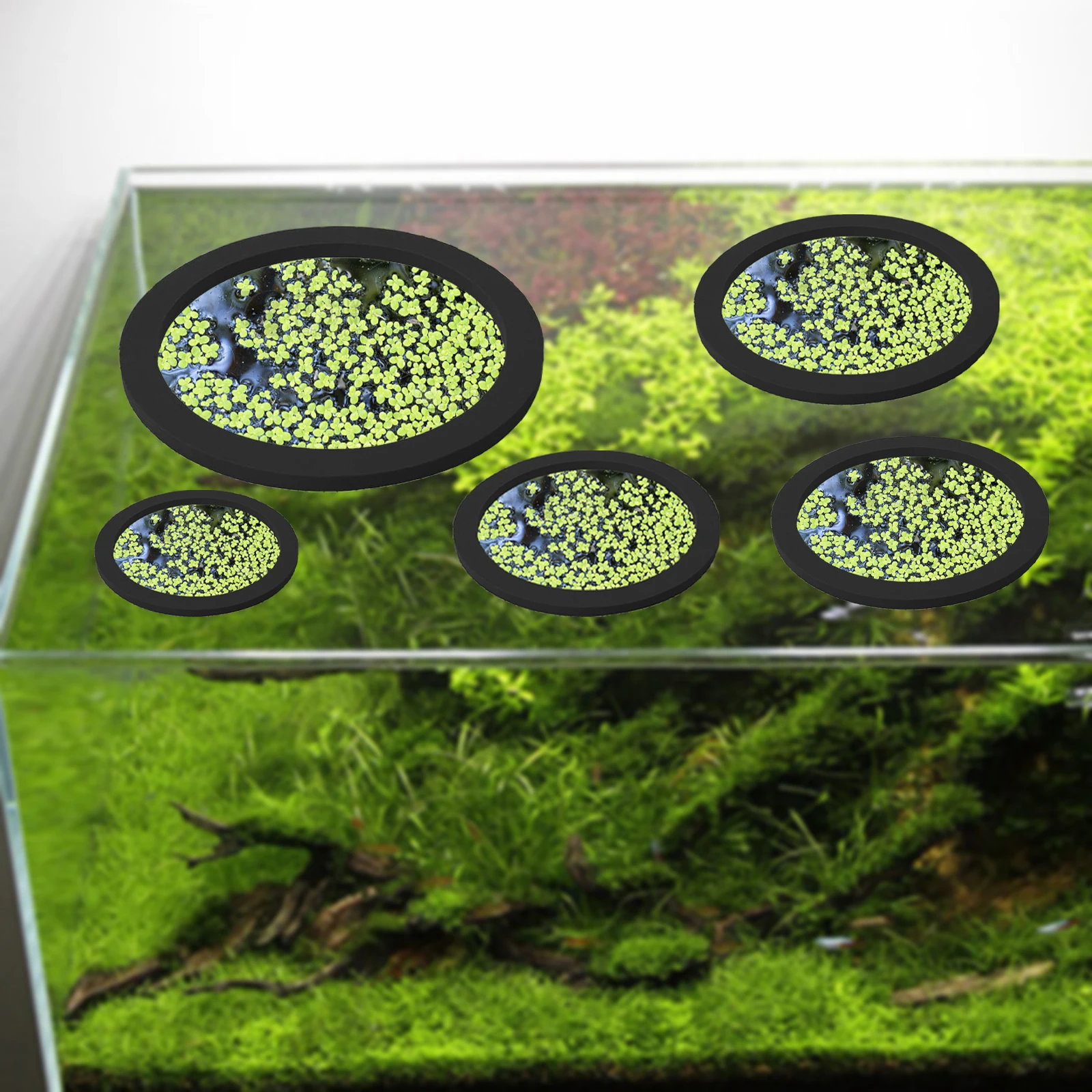 5 uds EVA anillo de alimentaci - Aquarium Fish Photography reseña y precio