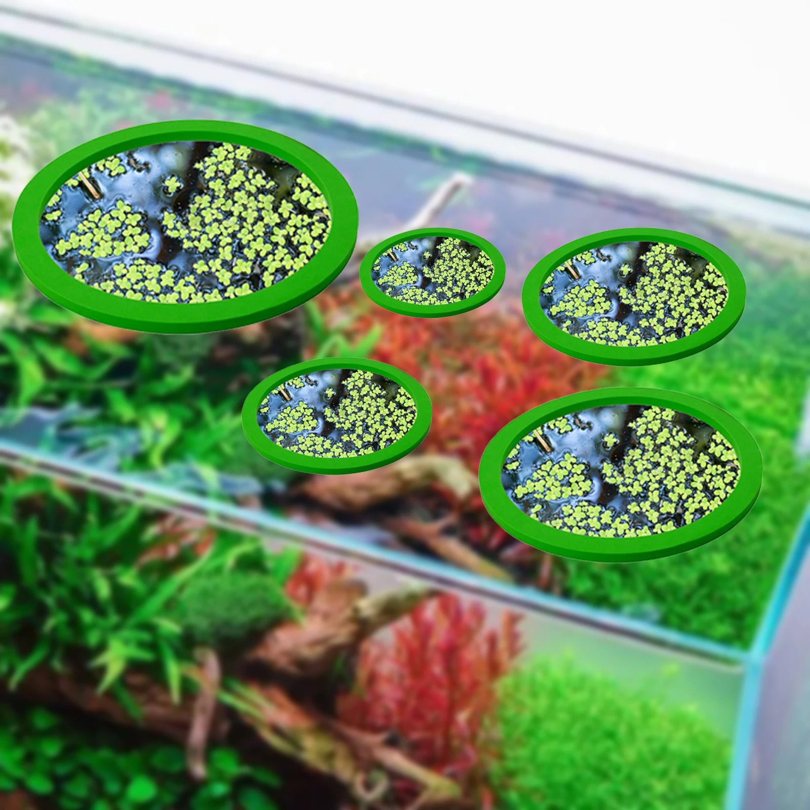 5 uds EVA anillo de alimentaci - Aquarium Fish Photography reseña y precio