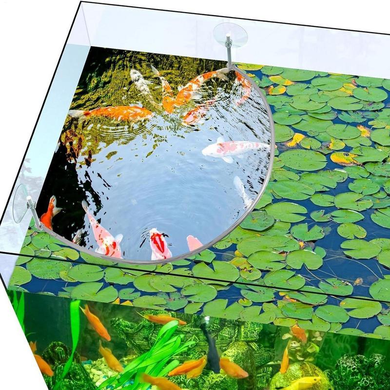 Anillo de alimentación de pece - Aquarium Fish Store reseña y precio