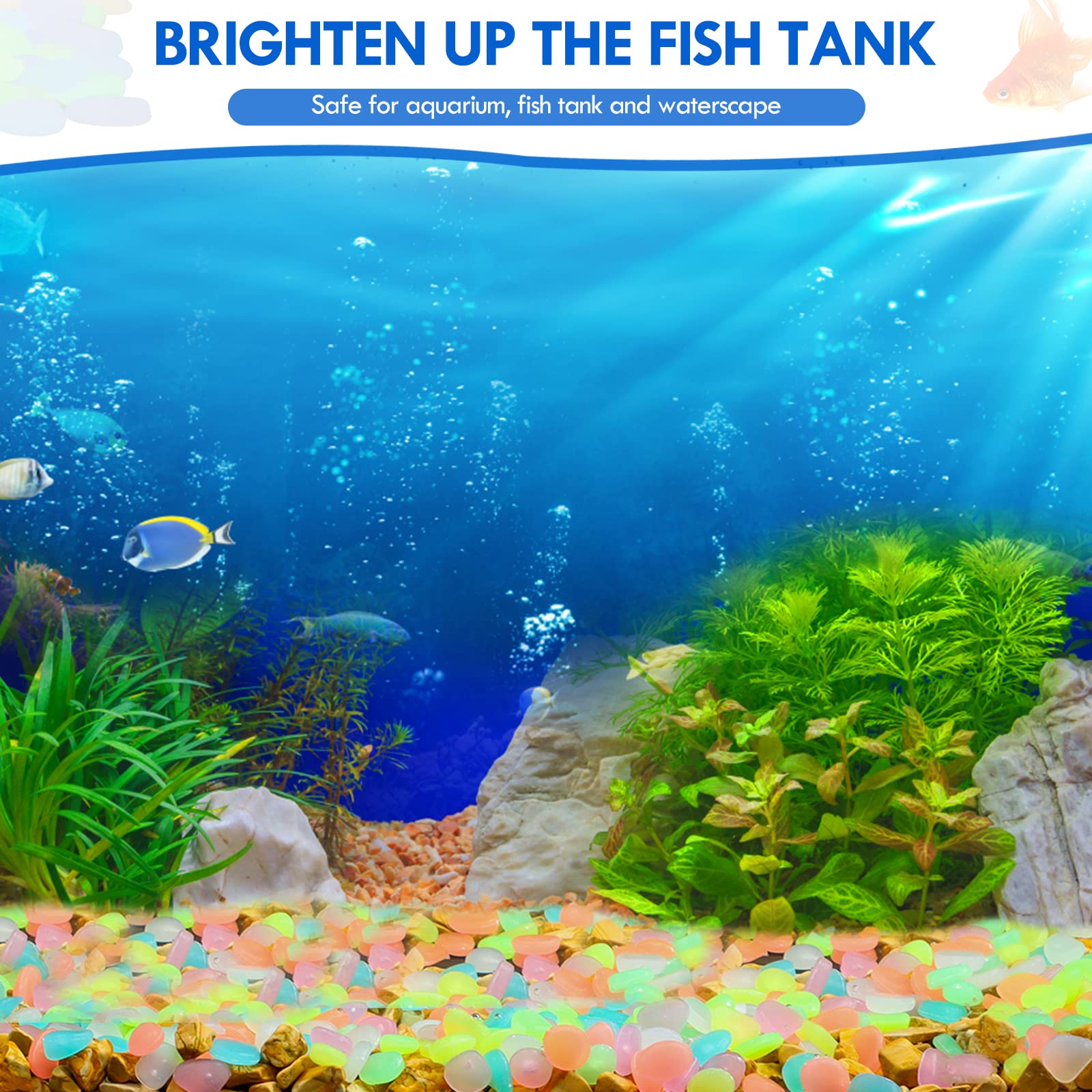 100 Uds. De guijarros que bril - Aquarium Fish Types reseña y precio